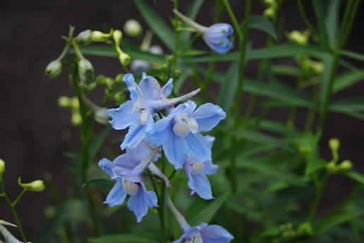 Delphinium blue butterfly