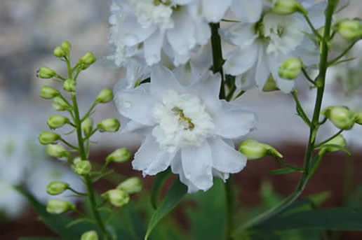 Delphinium pure white magic fountains