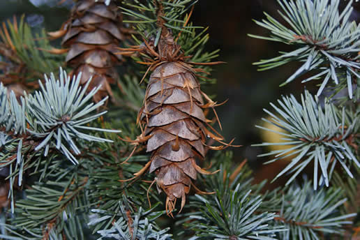 Douglas Fir