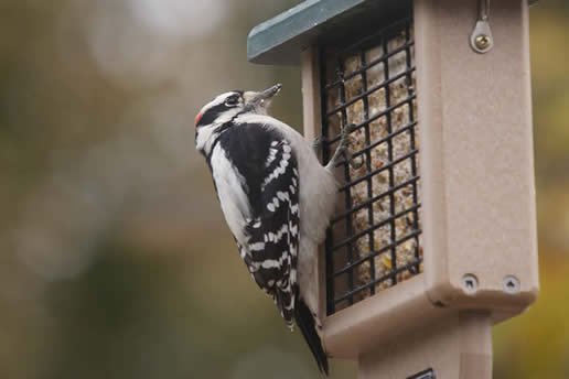Downy Woodpecker