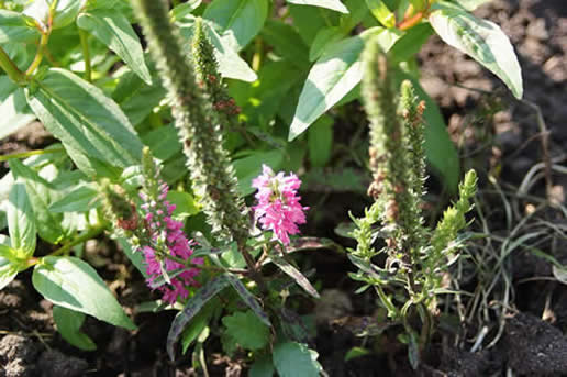 Dwarf Veronica