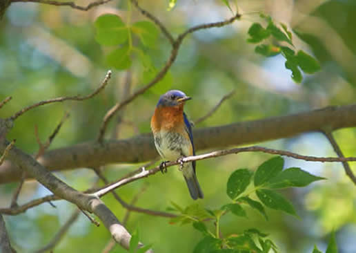 Eastern Bluebird