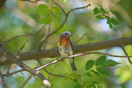 Eastern Bluebird