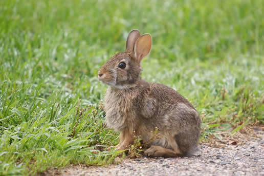 Eastern Cottontail