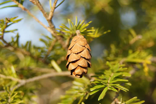 Eastern Hemlock