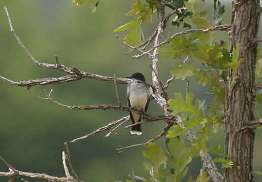 Eastern Kingbird