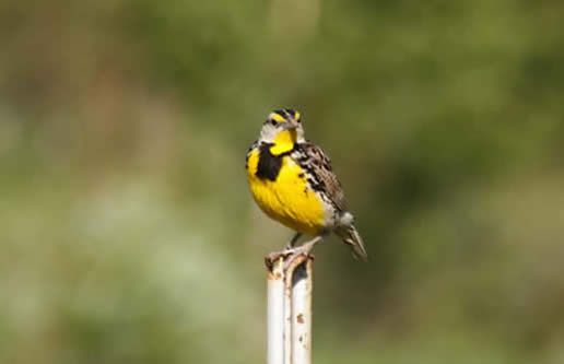 Eastern Meadowlark