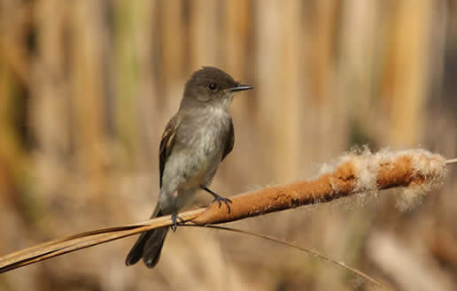 Eastern Phoebe