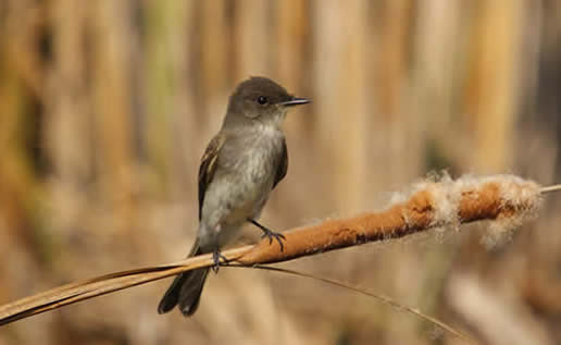 Eastern Phoebe
