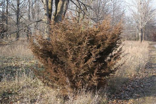 Eastern Red Cedar