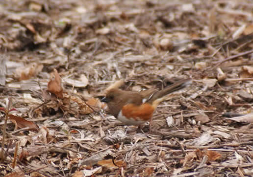 Eastern Towhee
