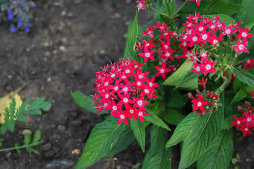 Egyptian Star Cluster