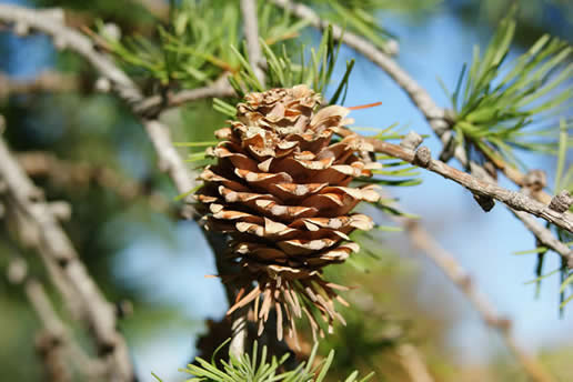 European Larch