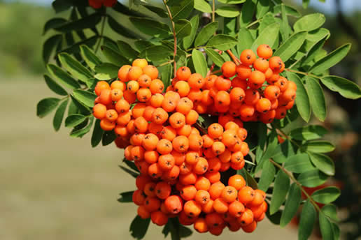 European Mountain-Ash