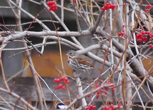Fox Sparrow