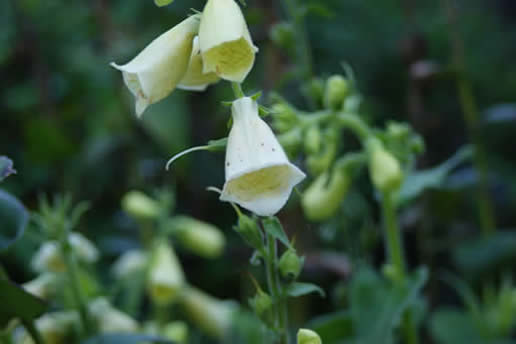 Foxglove alba