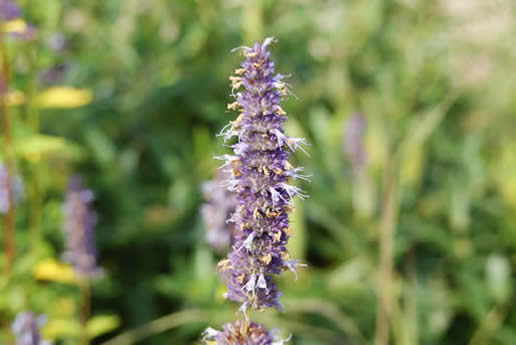 Fragrant Giant Hyssop