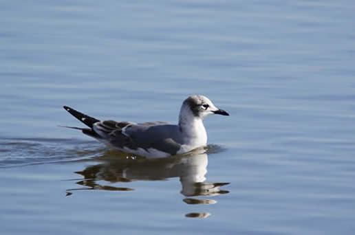Franklin's Gull