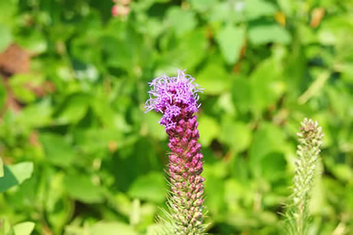 Gayfeather