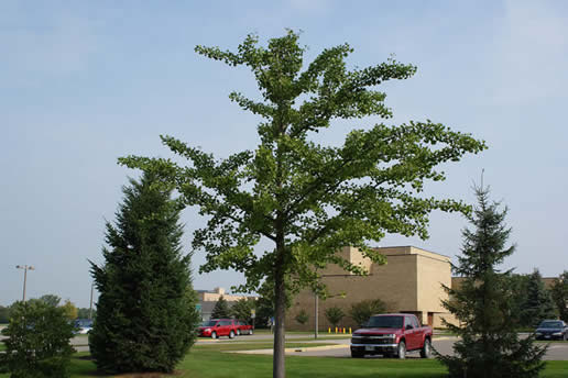 Ginkgo