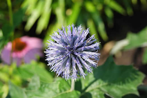 Globe Thistle