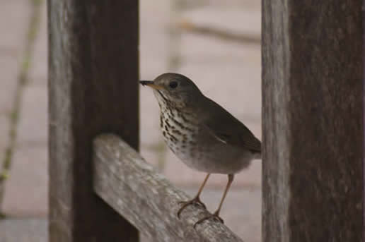 Gray-cheeked Thrush