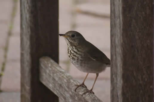 Gray-cheeked Thrush