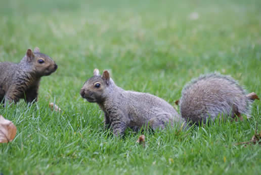 Gray Squirrel