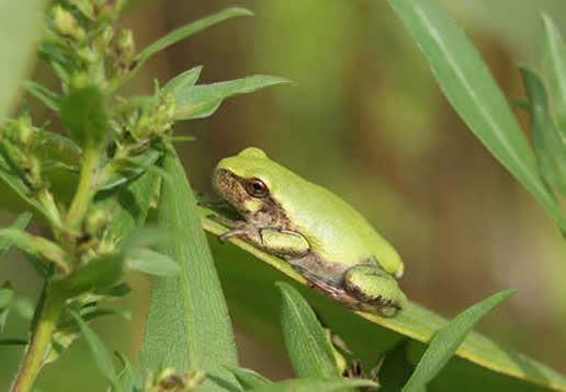 Gray Treefrog