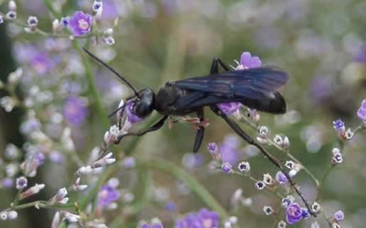 Great Black Wasp