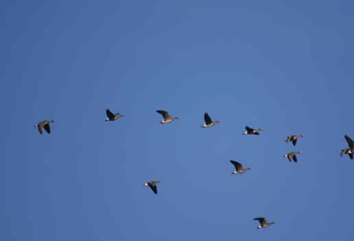 Greater White-fronted Goose