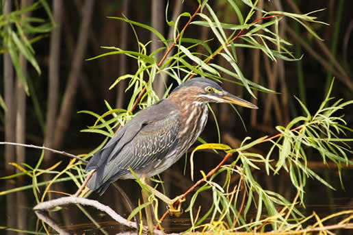 Green Heron