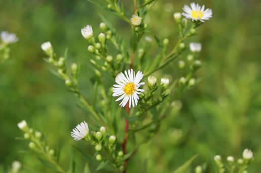 Heath Aster