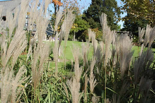 Heavy Metal Switchgrass
