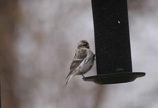 Hoary Redpoll