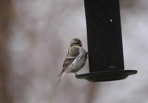 Hoary Redpoll