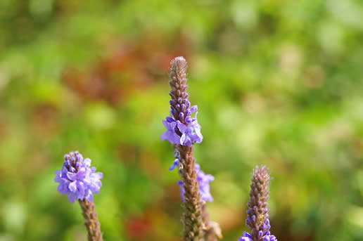 Hoary Vervain