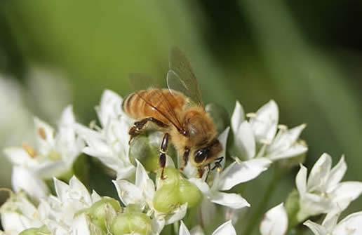 Honeybee