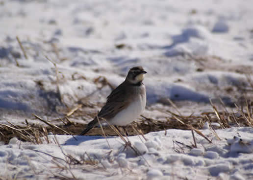 Horned Lark