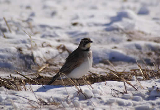 Horned Lark