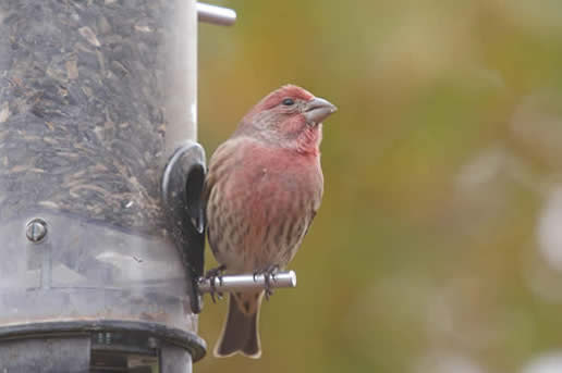 House Finch
