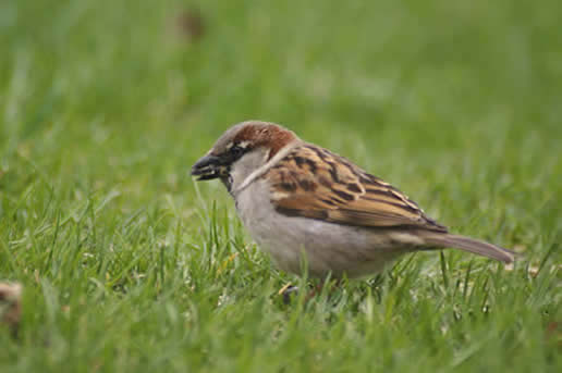 House Sparrow