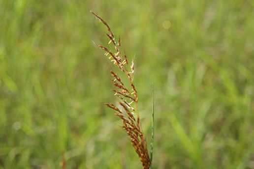 Indian Grass
