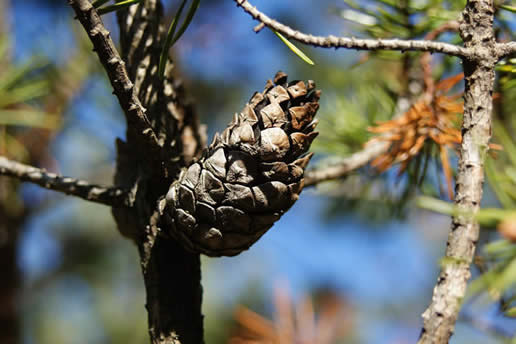 Jack Pine