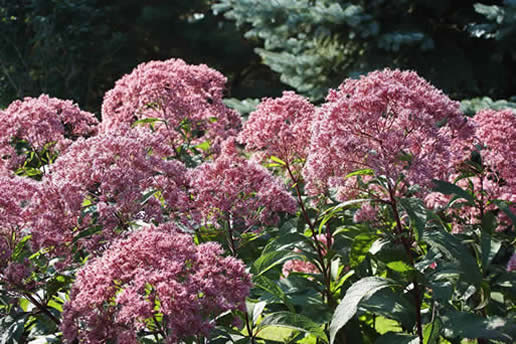 Joe-pye Weed