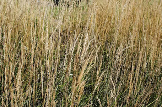 Feather Reed Grass