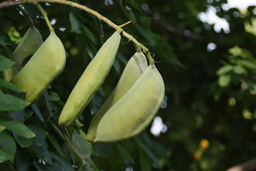 Kentucky Coffeetree