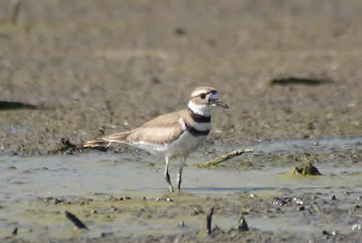 Killdeer