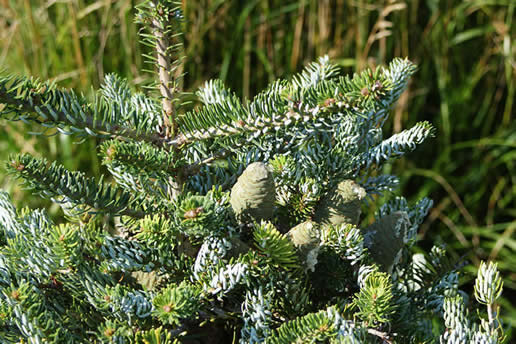 Korean Fir