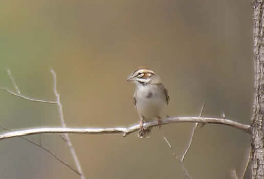 Lark Sparrow